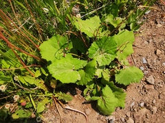 Tussilago farfara