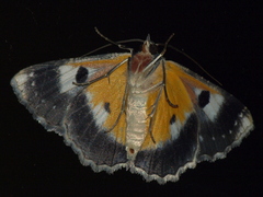 Hypodoxa emiliaria