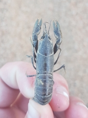 Cherax