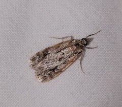 Scoparia ambigualis