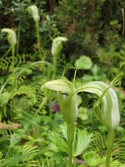 Pterostylis monticola