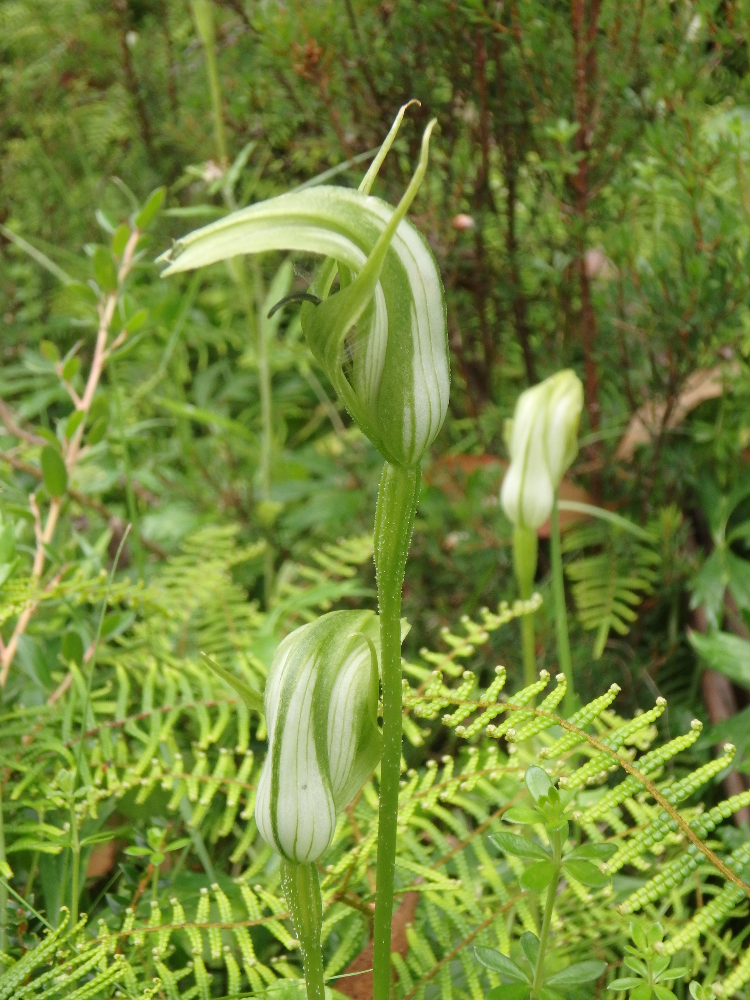 Pterostylis