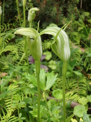 Pterostylis monticola