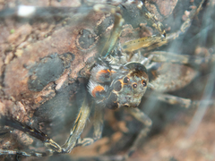 Spartaeus zhangi