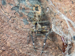 Spartaeus zhangi