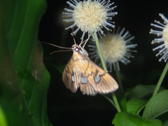 Nosophora semitritalis