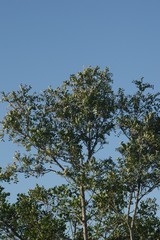 Ptaeroxylon obliquum