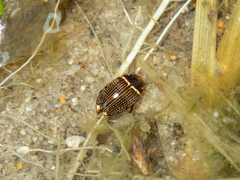 Platynectes dissimilis