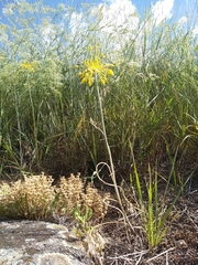 Allium flavum