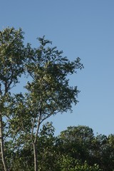 Ptaeroxylon obliquum