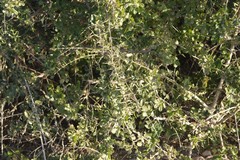Azima tetracantha