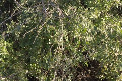 Azima tetracantha