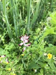 Fumaria muralis boraei