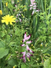 Fumaria muralis boraei