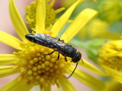 Sapygina decemguttata