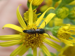 Sapygina decemguttata