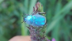 Hoplia coerulea