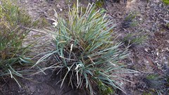 Lomandra effusa