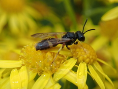 Cerceris rybyensis