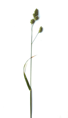 Dactylis glomerata