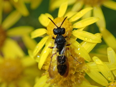 Cerceris rybyensis