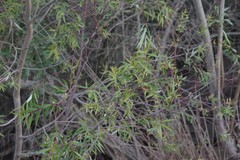 Salix mucronata mucronata