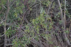 Salix mucronata mucronata