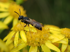 Cerceris rybyensis