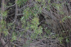 Salix mucronata mucronata