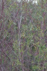 Salix mucronata mucronata