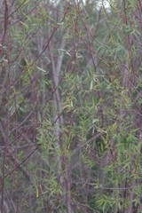 Salix mucronata mucronata