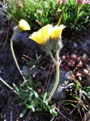 Pilosella glacialis