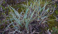 Lomandra effusa