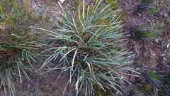Lomandra effusa