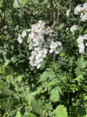 Achillea macrophylla