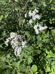 Achillea macrophylla