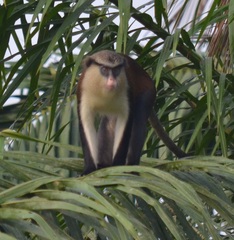 Cercopithecus mona
