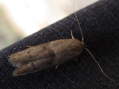 Neoblastobasis longicornutella