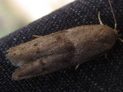 Neoblastobasis longicornutella