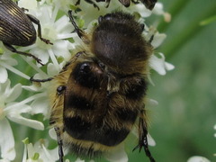 Lasiotrichius succinctus