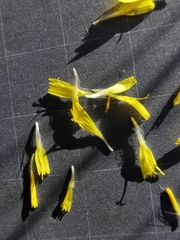 Pilosella glacialis