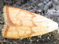 Tirathaba irrufatella