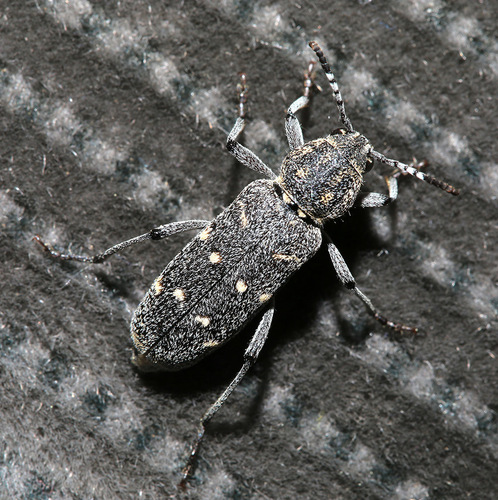 Rusticoclytus adspersus