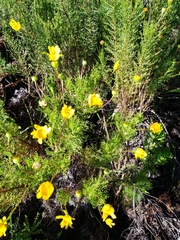 Euryops abrotanifolius
