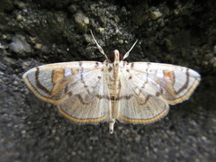 Pycnarmon pantherata
