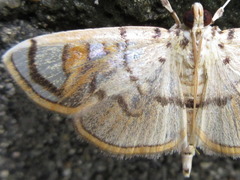 Pycnarmon pantherata