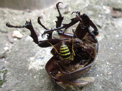 Vespula koreensis