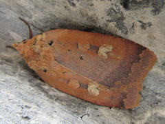 Sineugraphe oceanica