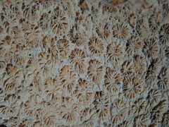 Plesiastrea versipora