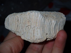 Plesiastrea versipora